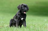 CANE CORSO 1201